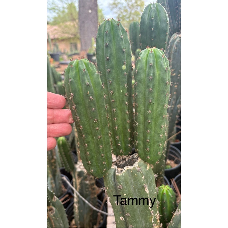 #EC317 Trichocereus Pachanoi Tammy Cutting 4-5