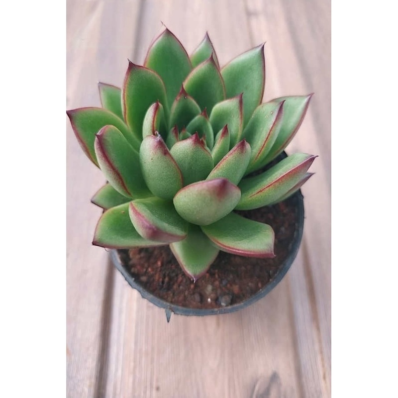 Echeveria Agavoides Red Tip