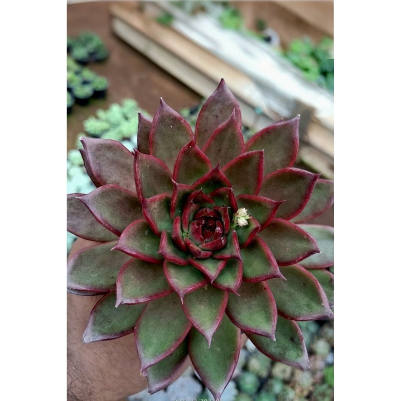 Echeveria Agavoides Rubra