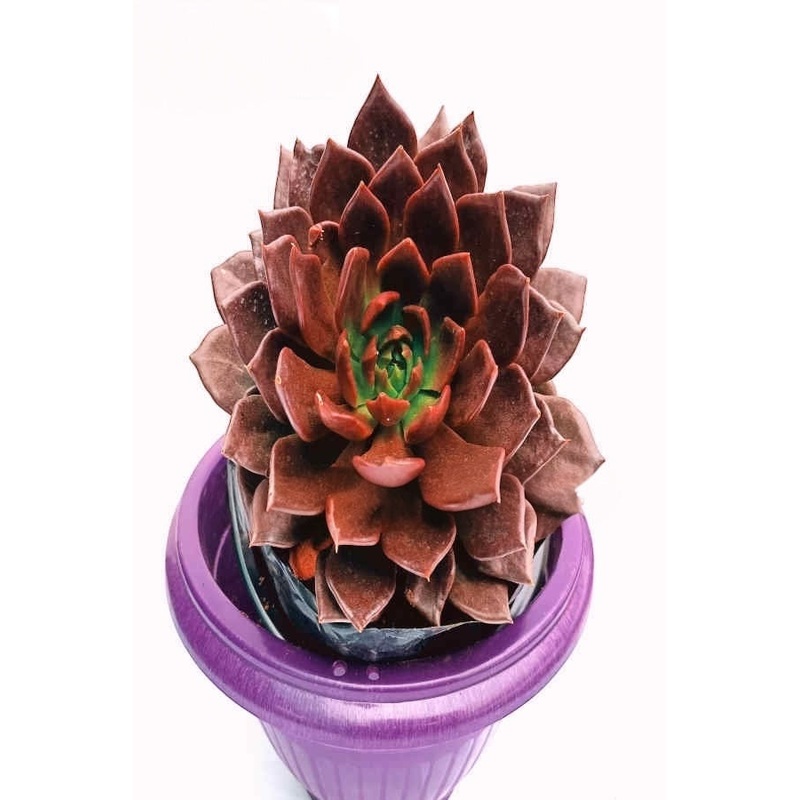 Echeveria Black Prince