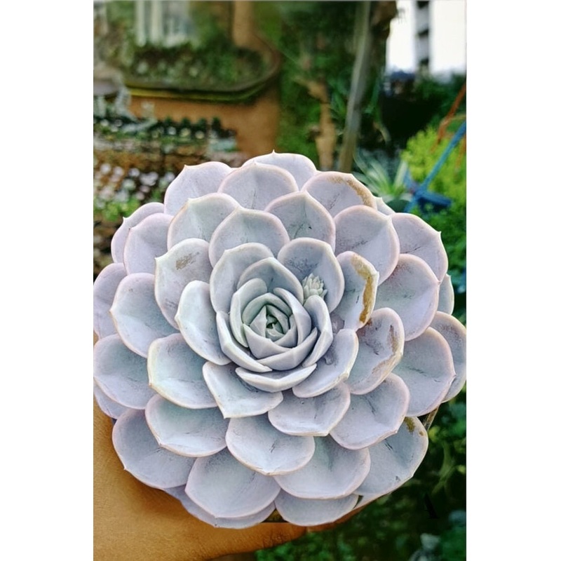 Echeveria Blue Surprise