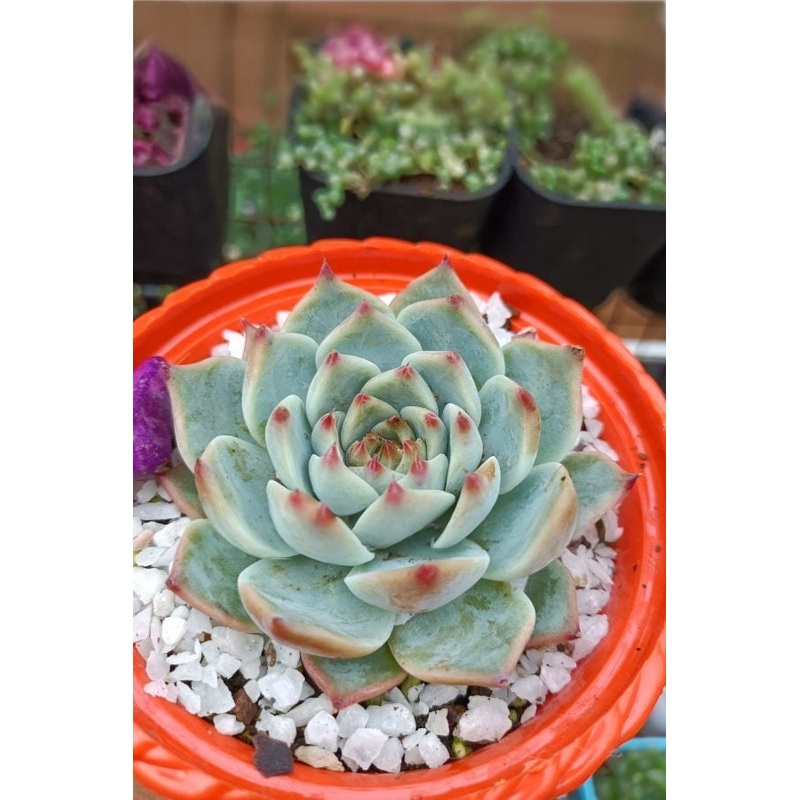 Echeveria Chihuahuaensis