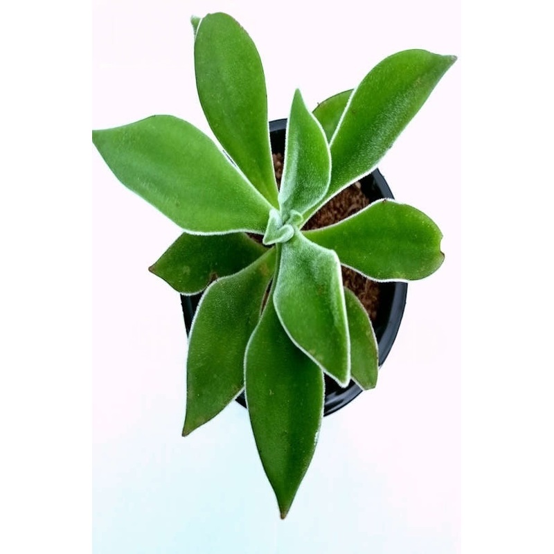 Echeveria Coccinea