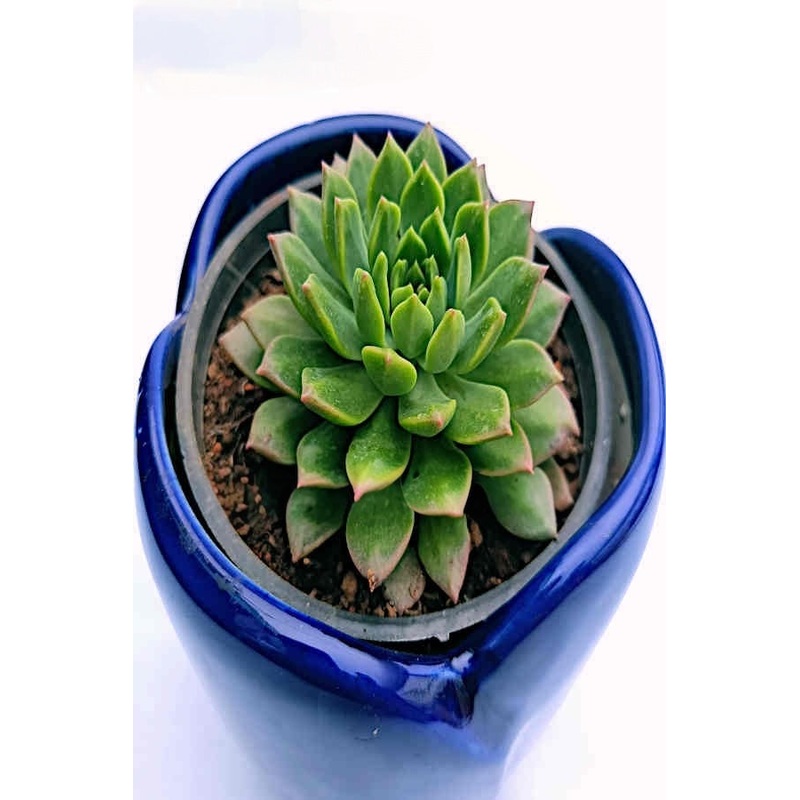 Echeveria Darbydale