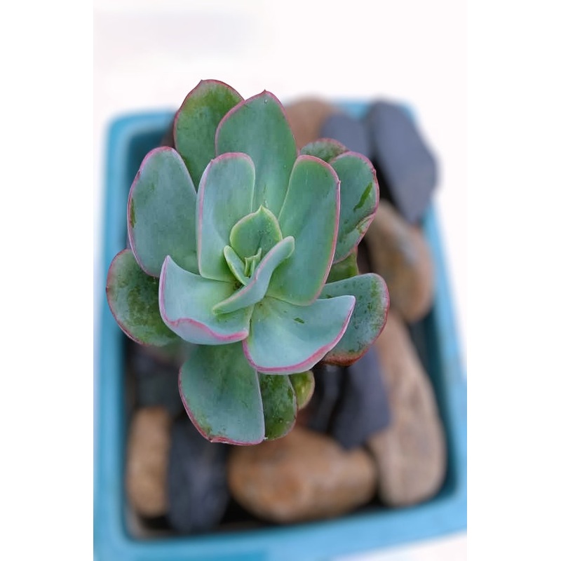 Echeveria Davinicii