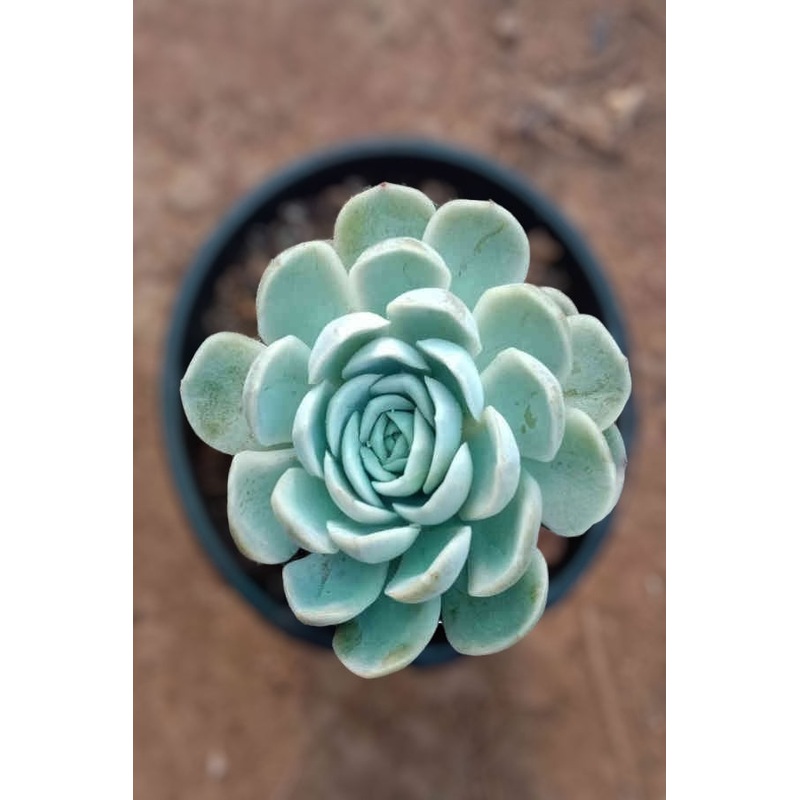 Echeveria Elegance