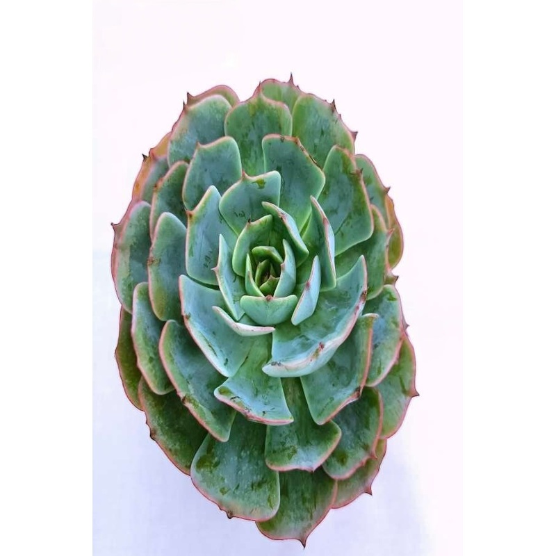 Echeveria Elegance Rose