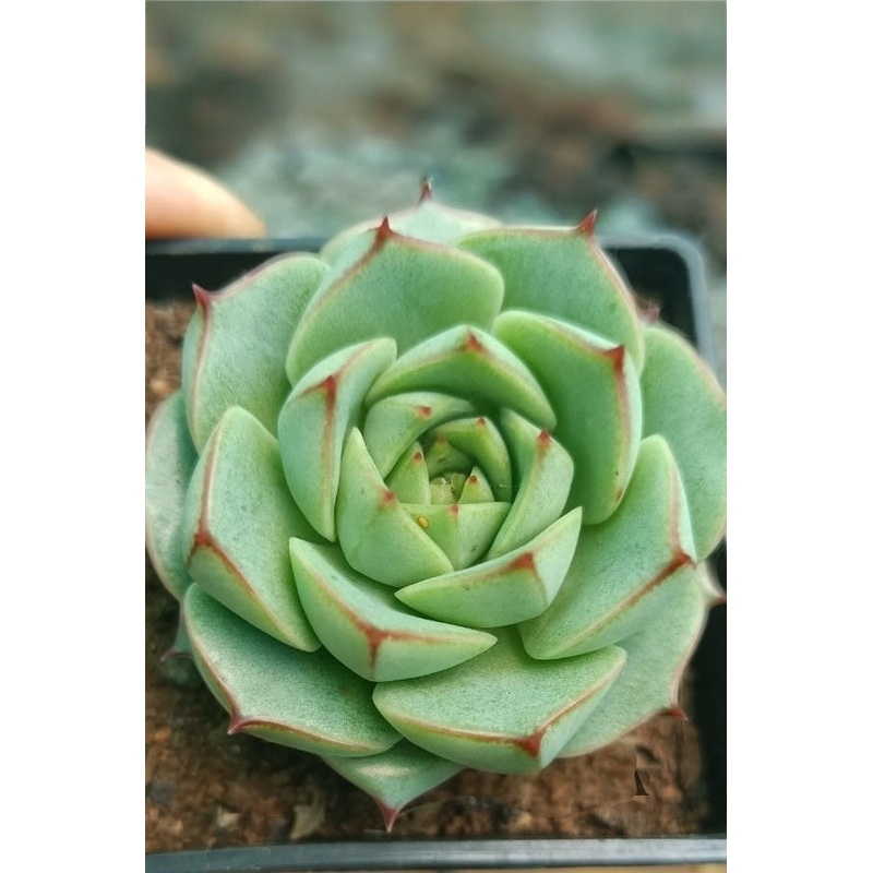 Echeveria Fabiola
