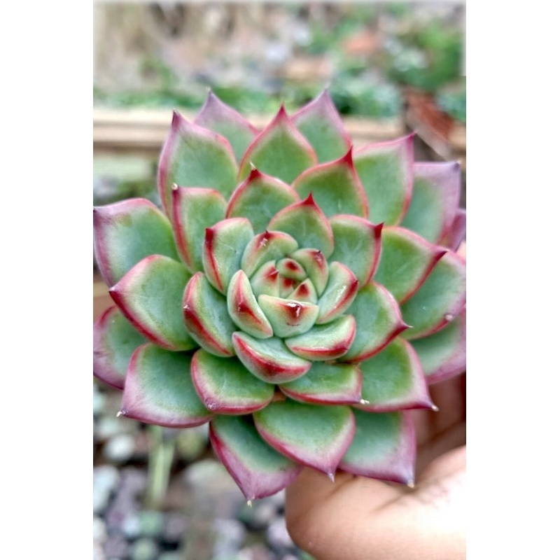 Echeveria Fire Pillar