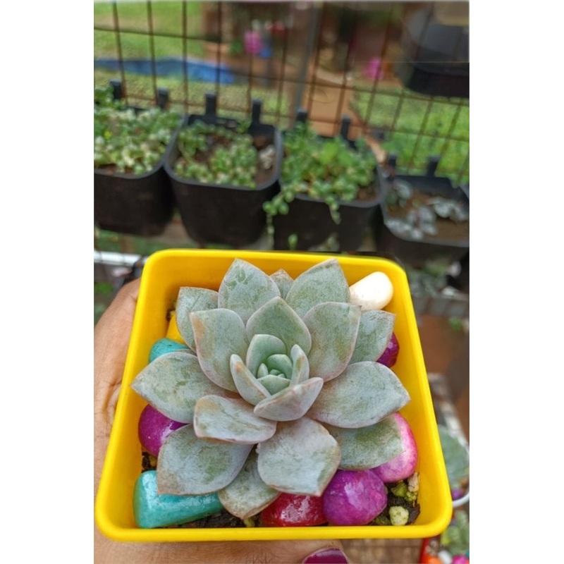 Echeveria German Champagne