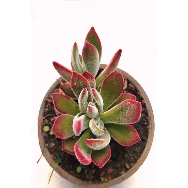 Echeveria Harmsii