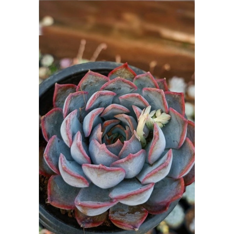 Echeveria Hercules