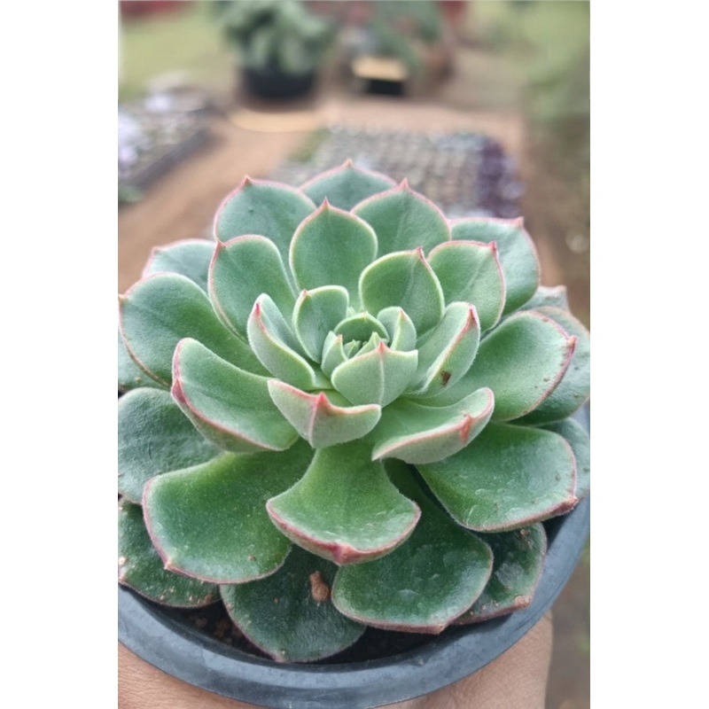 Echeveria Joan Daniel