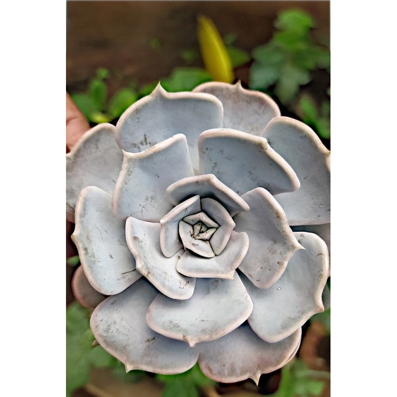 Echeveria Lailacina