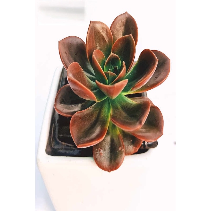 Echeveria Melaco