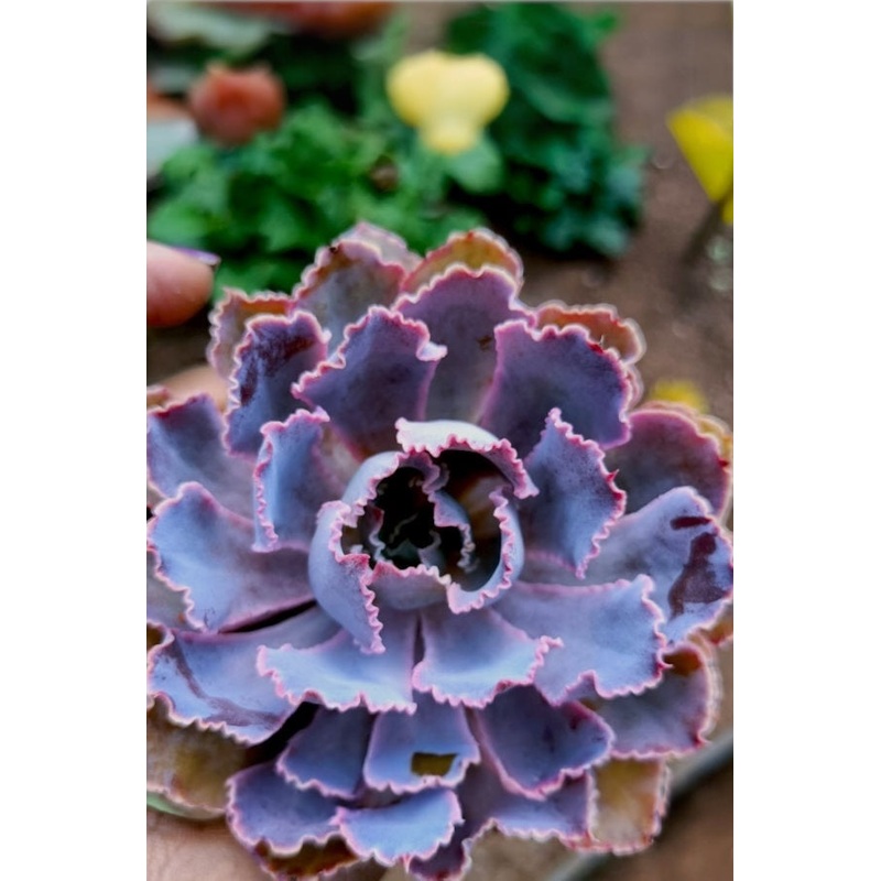 Echeveria Neon Breakers