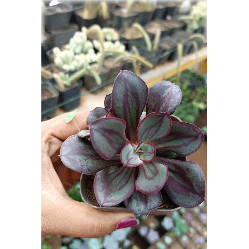 Echeveria Nodulosa