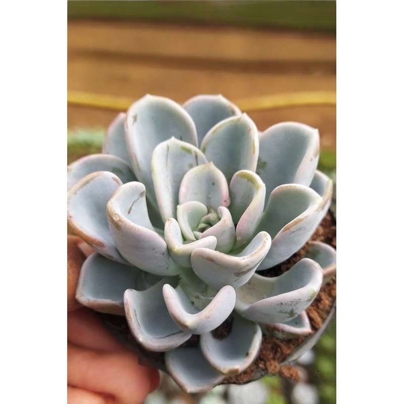 Echeveria Orpet