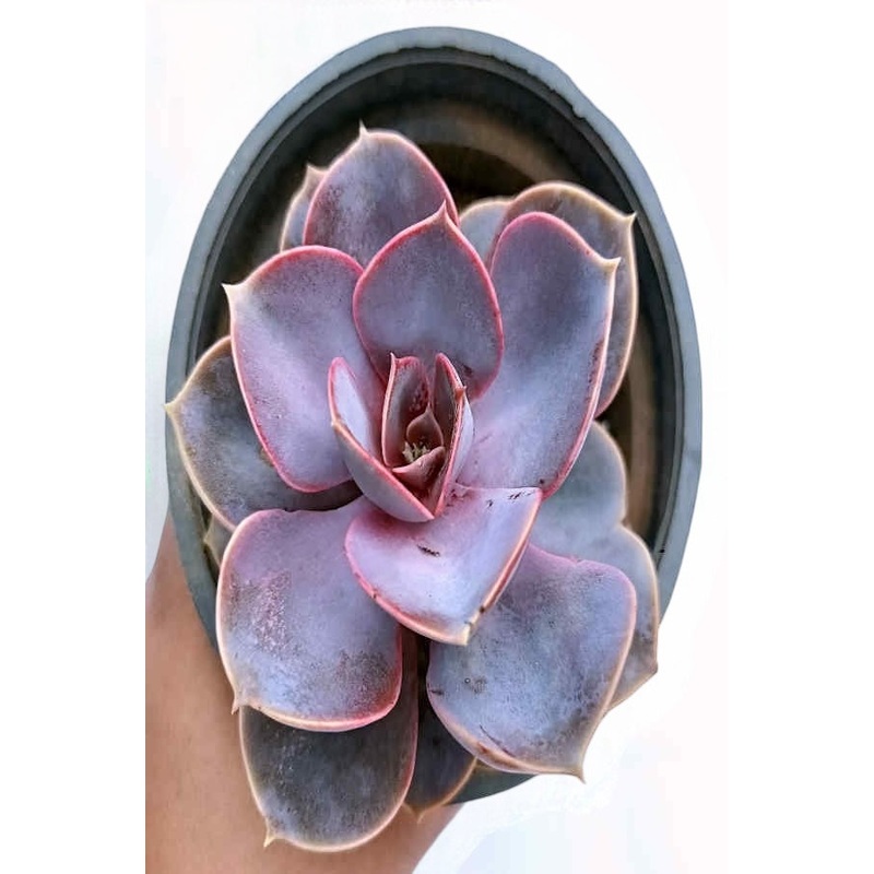 Echeveria Perle Von Nurnberg