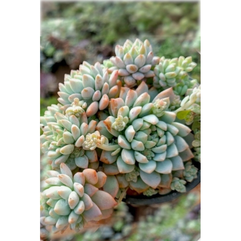 Echeveria Prolifera