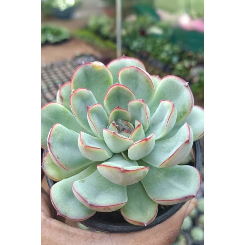 Echeveria Pulidonis
