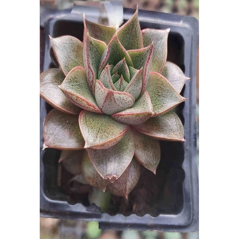 Echeveria Purpusorum