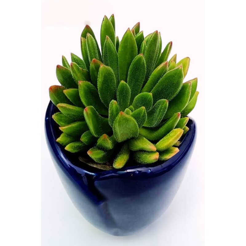 Echeveria Setosa I