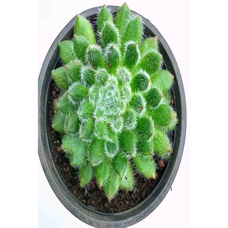 Echeveria Setosa II