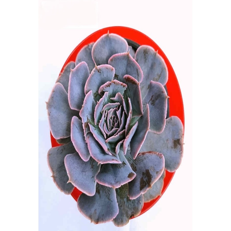 Echeveria Shaviana