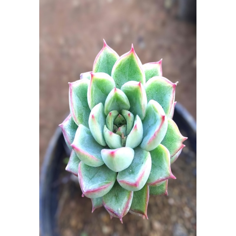 Echeveria Starlite