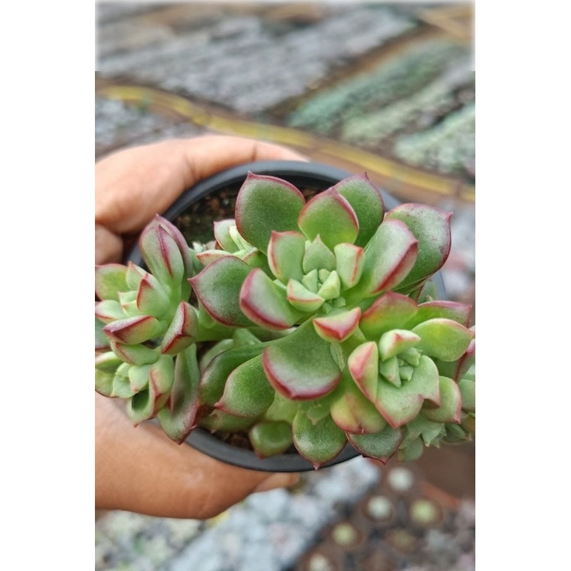 Echeveria Supia