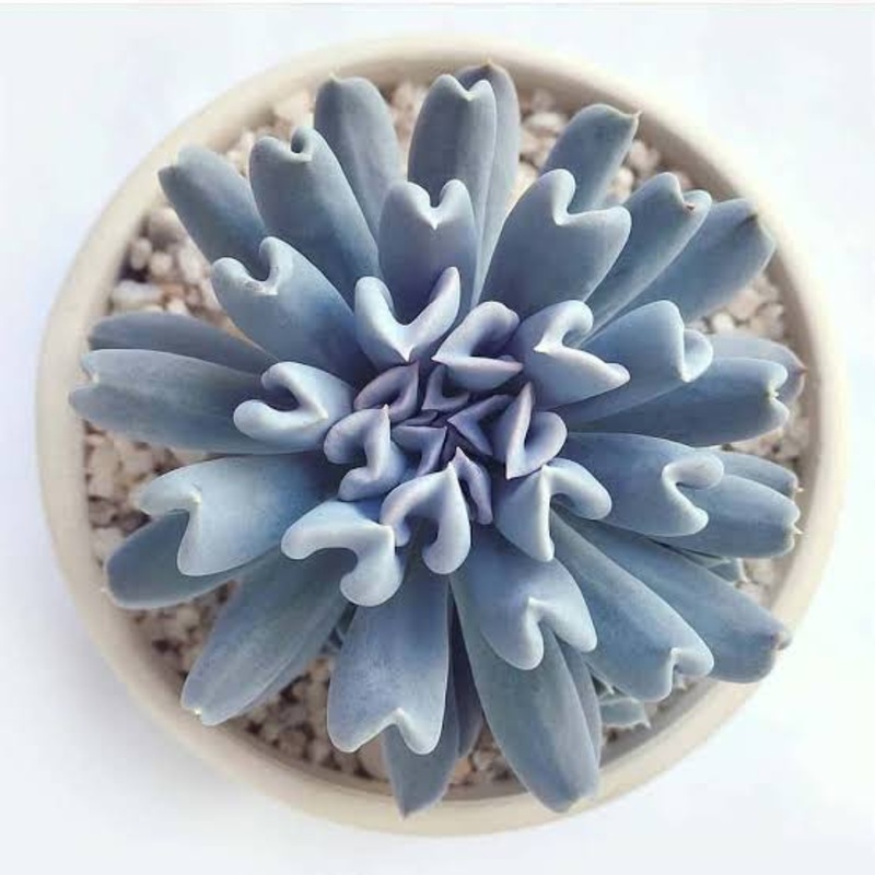 Echeveria Topsy Turvy