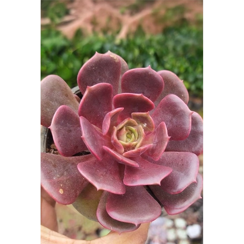 Echeveria Vampire Red Ball