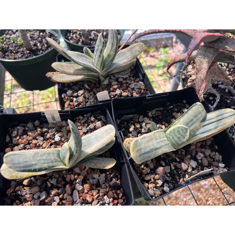Gasteria species variegated|6-inch Pot