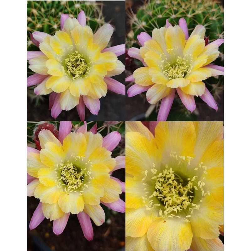 Lobivia Dusky Jewel