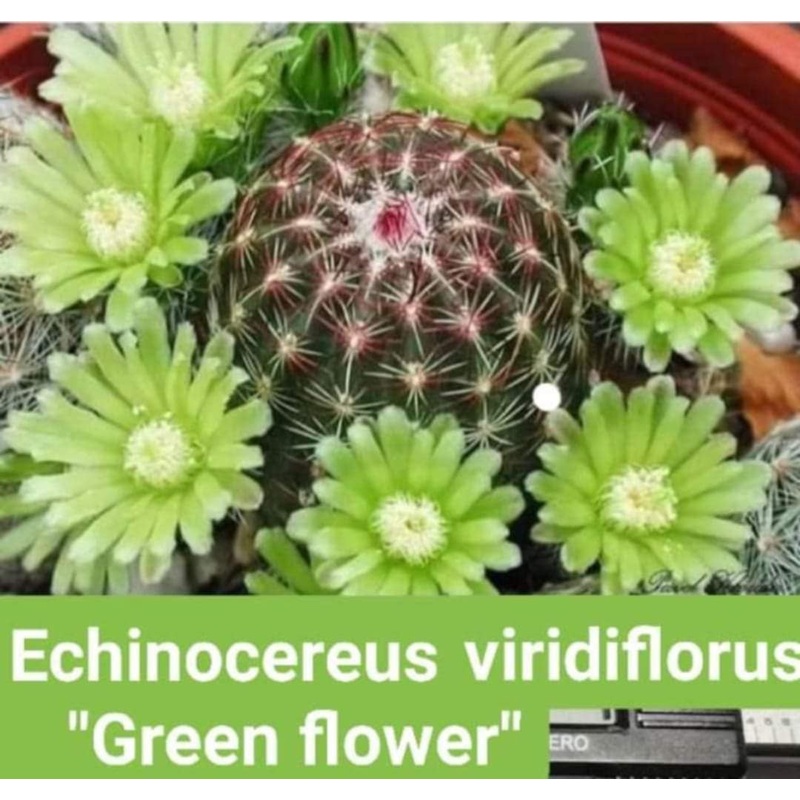 Lobivia Green Flower