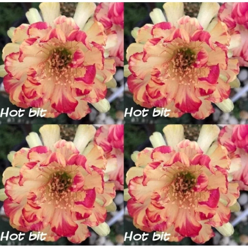 Lobivia Hot Lips