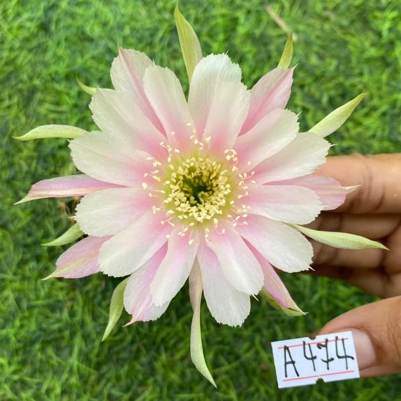 Lobivia Lunar Glow