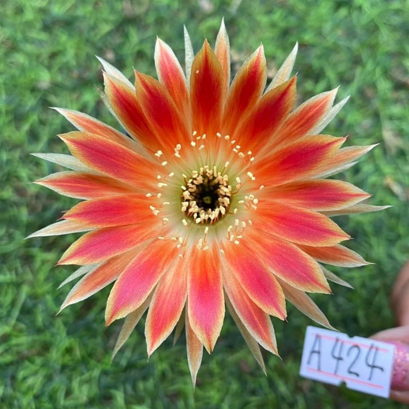 Lobivia Solar Spark