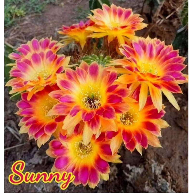 Lobivia Sunny