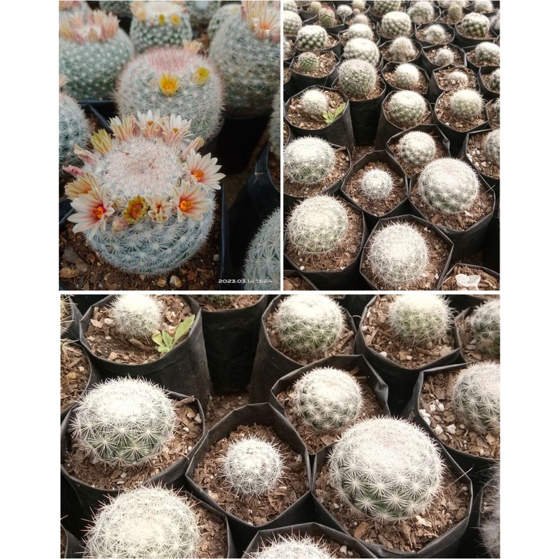 Mammillaria Candida