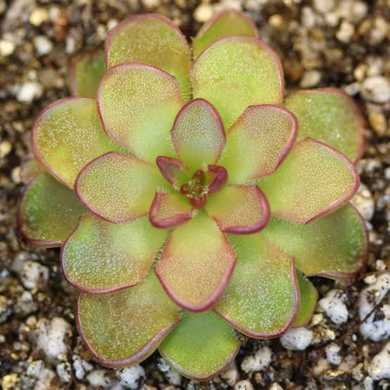Pinguicula Kondoi