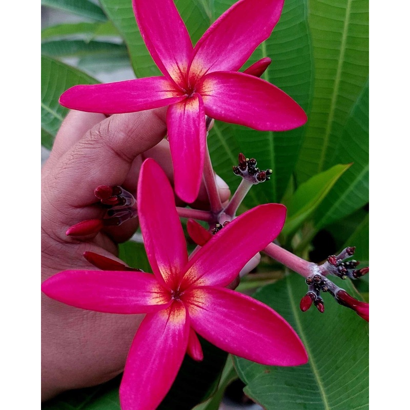 Plumeria Calcutta Star