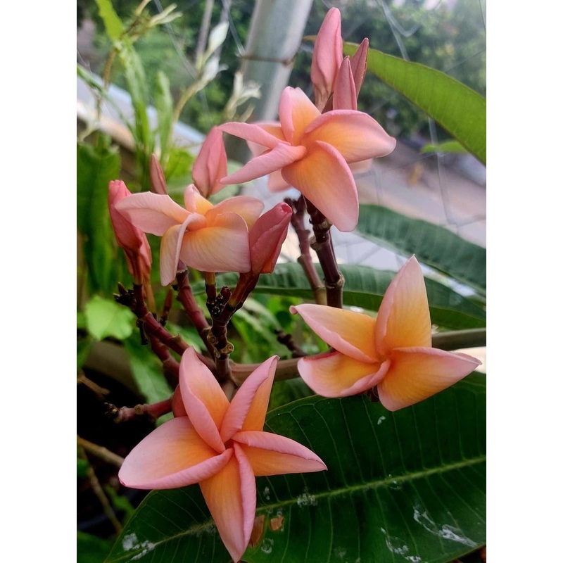 Plumeria Salmon Brown