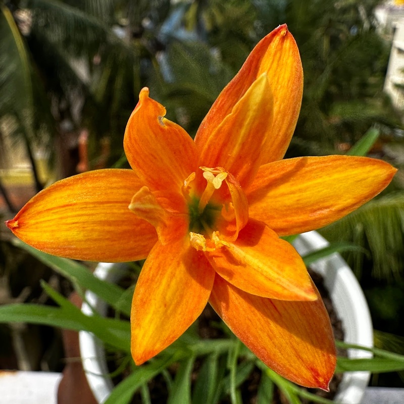 Rain Lily 2T