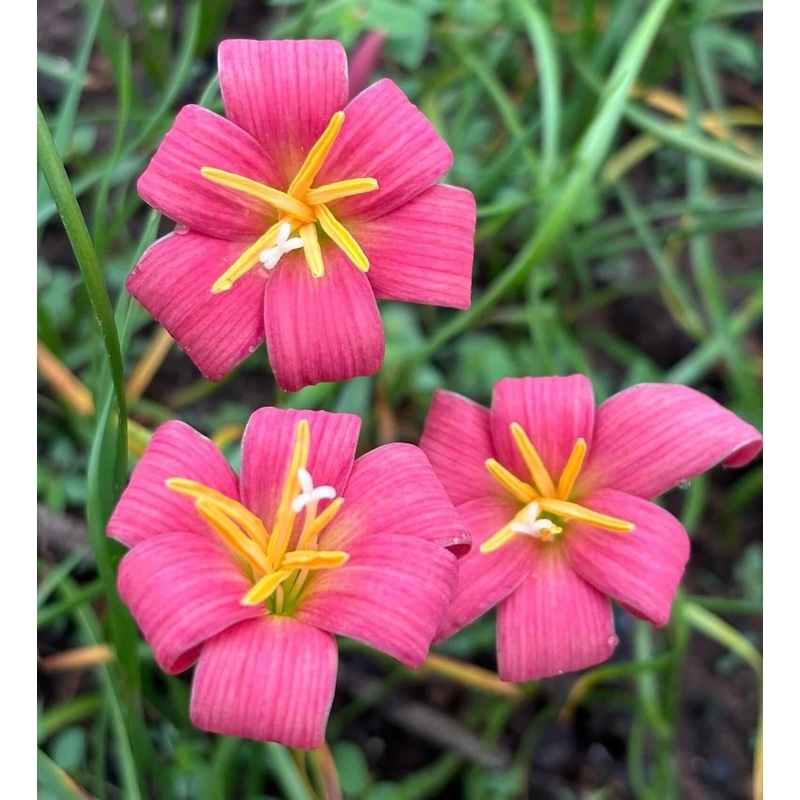 Rain Lily Cute Lady