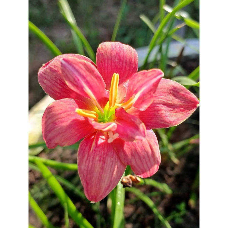 Rain Lily DW 57