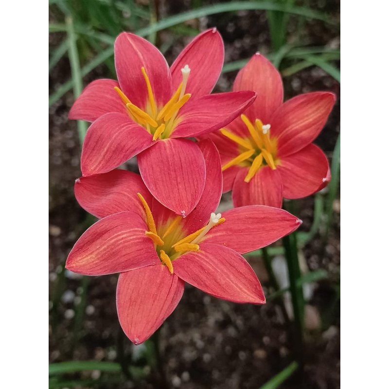 Rain Lily Heart Beath