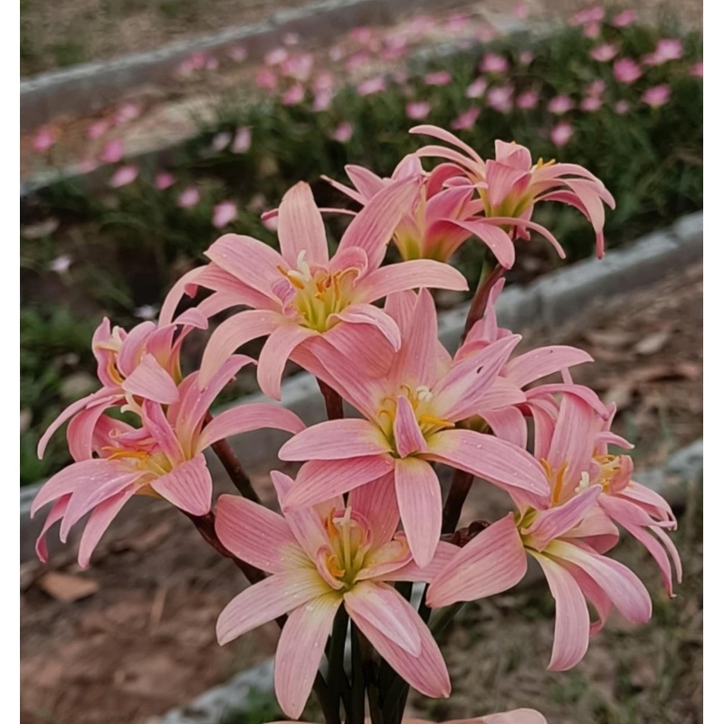 Rain Lily Hong Hern