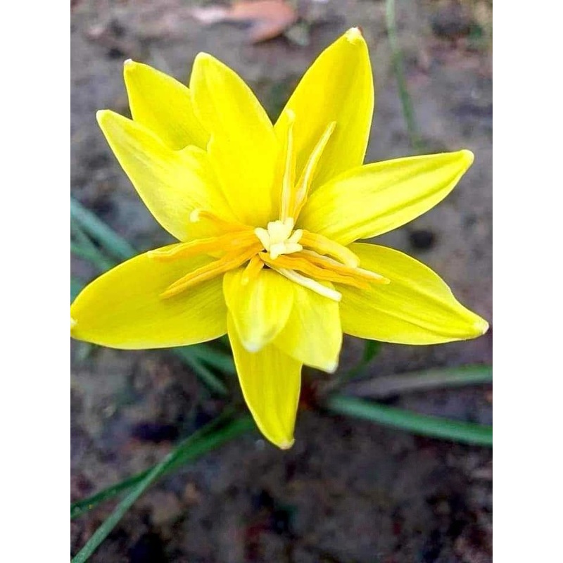 Rain Lily Huangshan